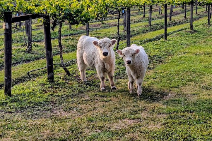 Deepwatervineyard