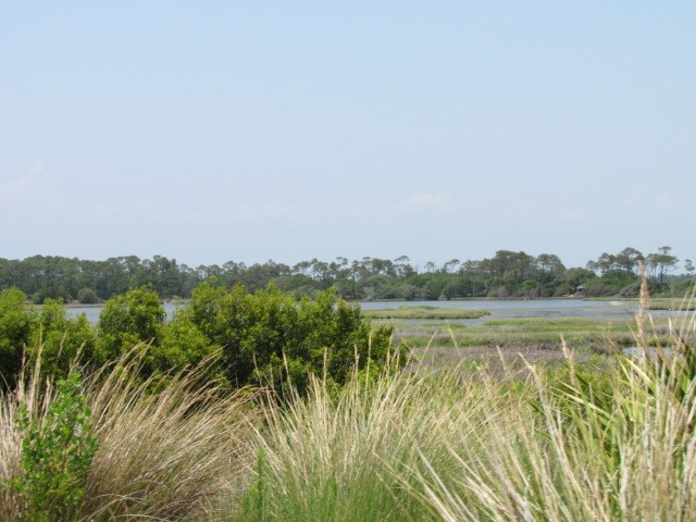 Wetlands-South-Carolina.jpg