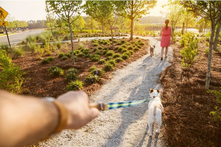 Dogs_walking_path_pond.jpg