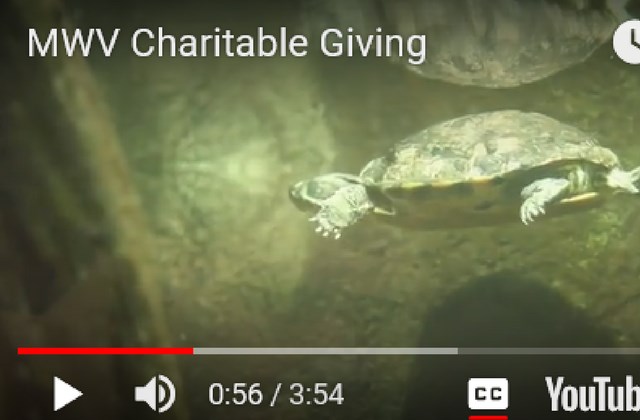 Turtle-Swimming-MWV-Charitable-Giving-Video.png