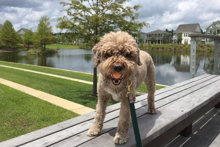 Dog along the lake in Nexton