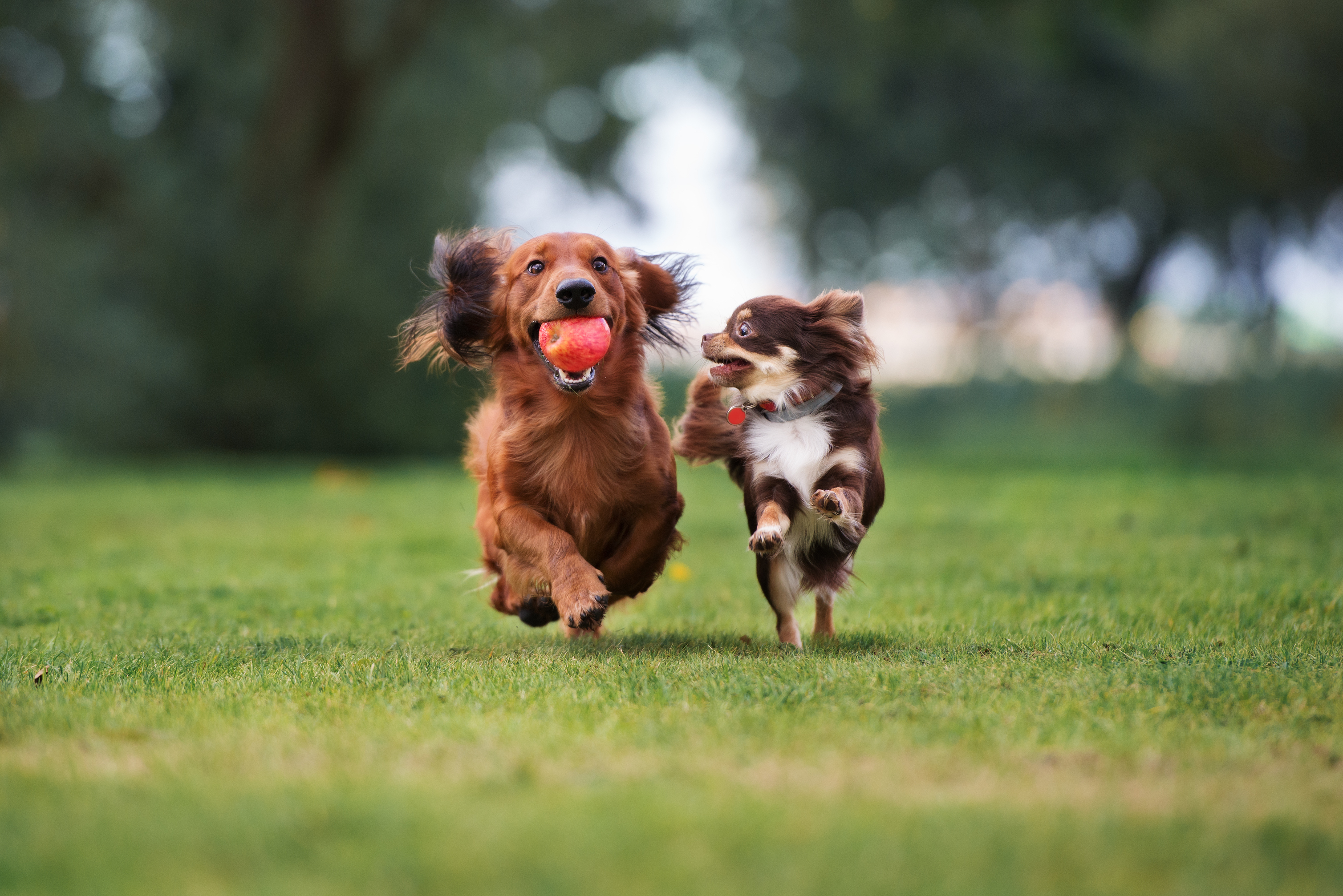 Dog play