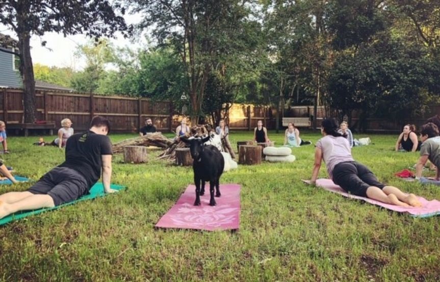 Goat yoga class