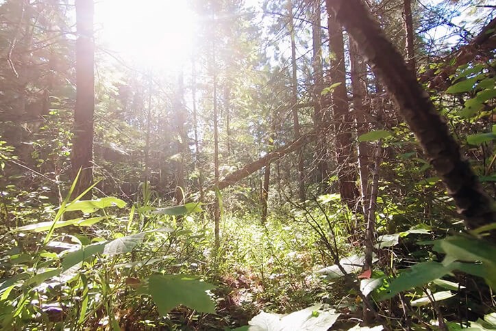 Forest of trees