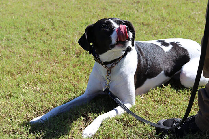 dog on leash in Nexton park