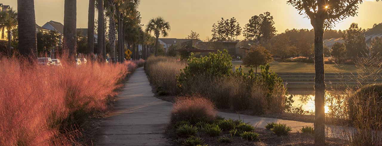 Nexton trail, pond, sweetgrass at sunset.