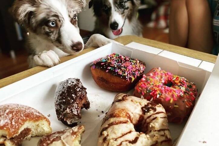 Dog looking a box of donuts